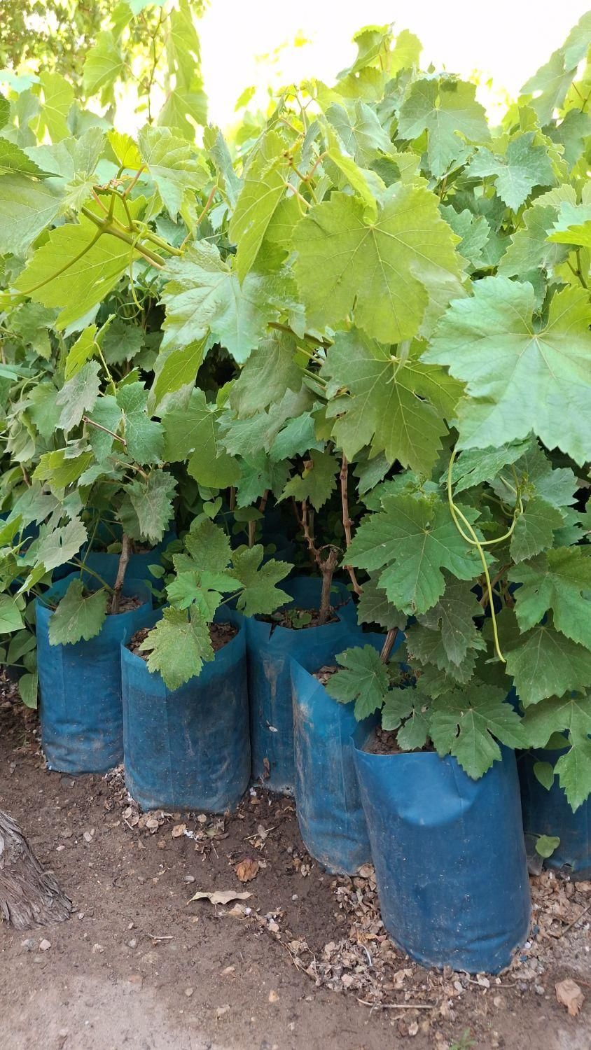 نهال گلدانی|گل و گیاه طبیعی|بناب, |دیوار