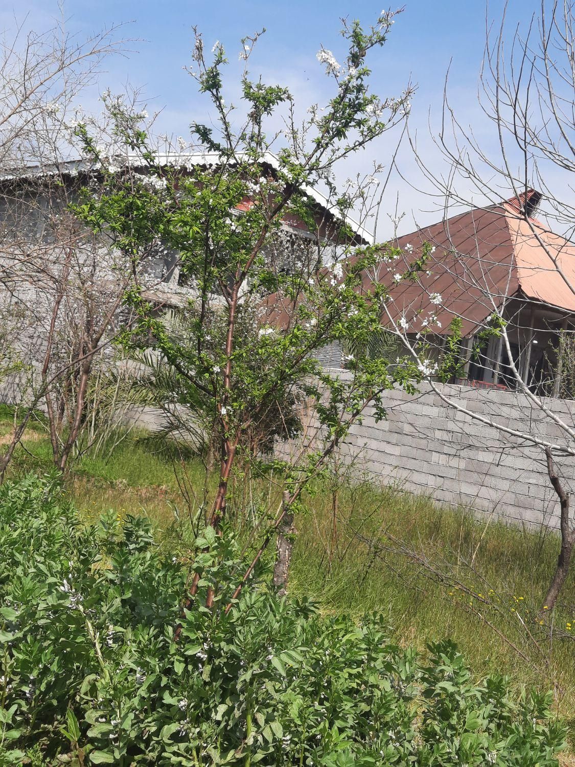 زمین سند دار در بافت طرح هادی|فروش زمین و ملک کلنگی|رشت, بازار|دیوار