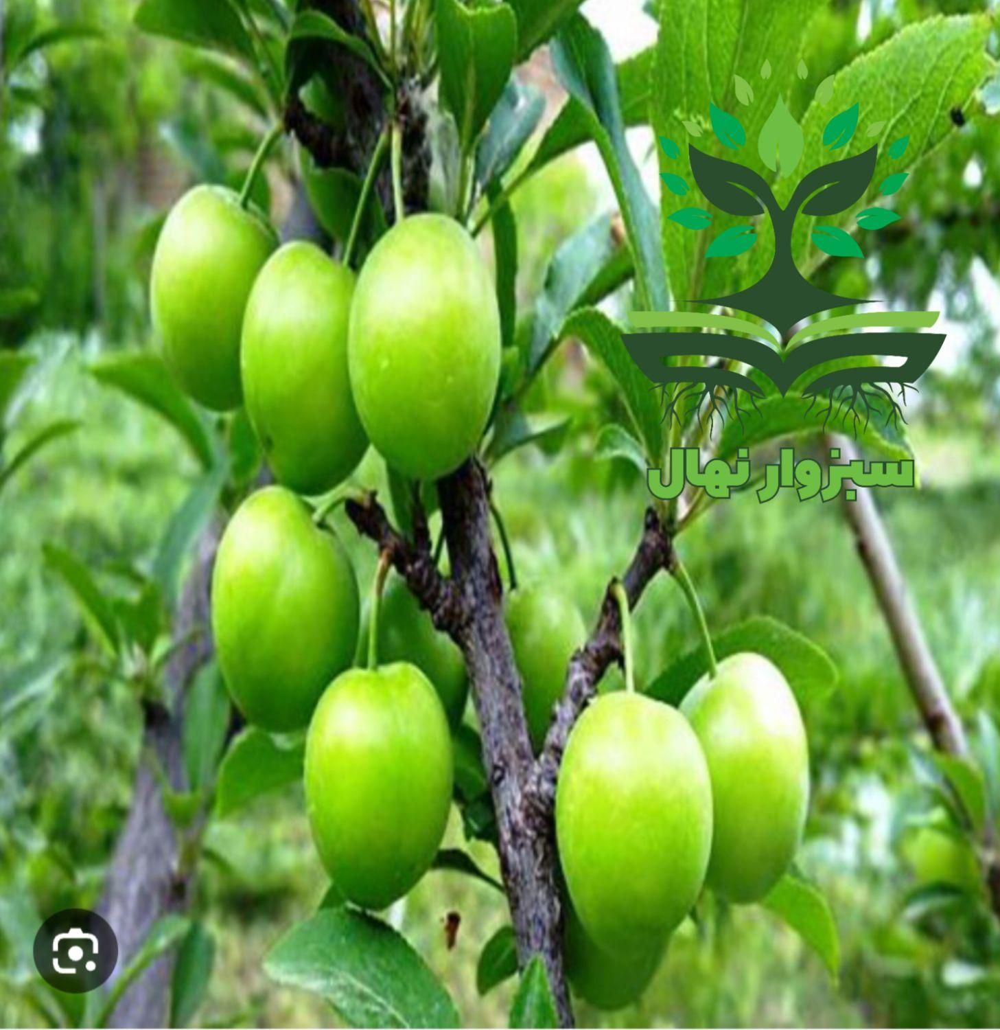 نهال گوجه سبز زودرس گلدانی|گل و گیاه طبیعی|سبزوار, کهنه آب|دیوار