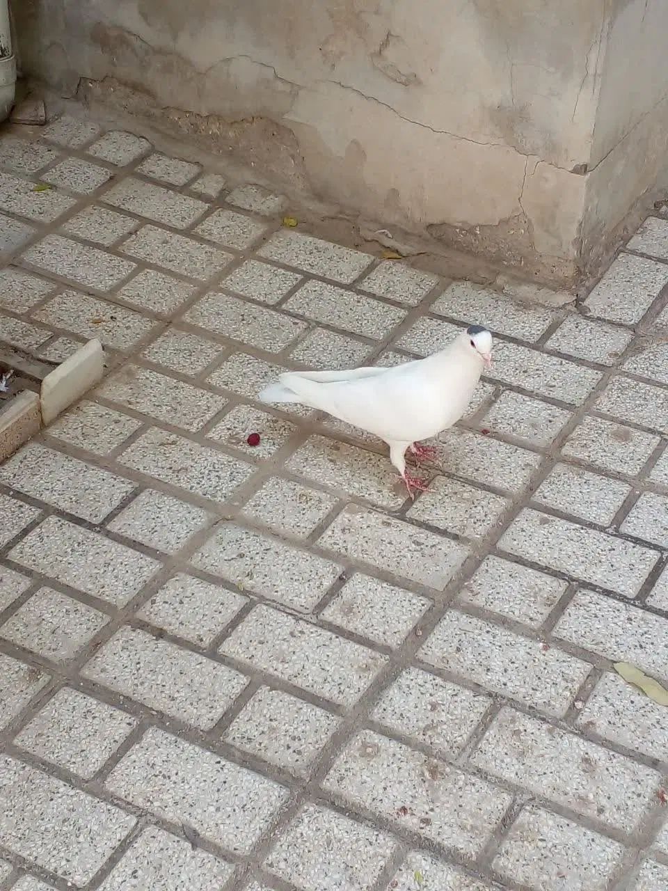 یک جفت کبوتر نر و ماده|پرنده|مشهد, گلبرگ شمالی|دیوار