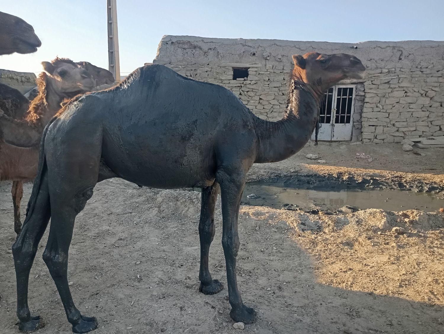 یا من ین جل یا من یا|بلیت کنسرت|آشخانه, |دیوار