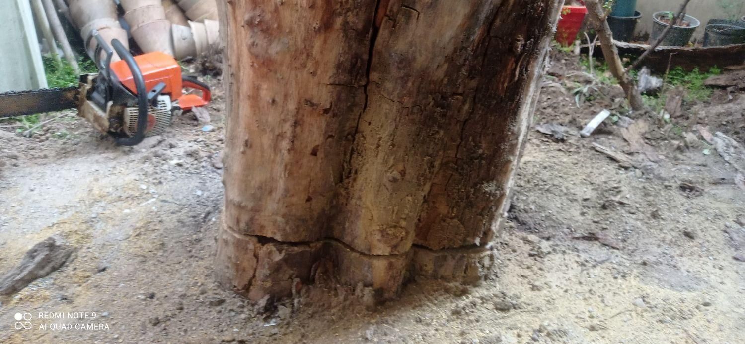 اره موتوری و اره برقی قطع و هرس درخت خرید چوب|خدمات باغبانی و درختکاری|تهران, ایران|دیوار