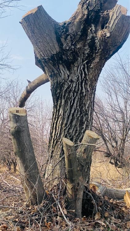 مرکز خرید وفروش چوب «نقدی»|خدمات باغبانی و درختکاری|آشخانه, |دیوار