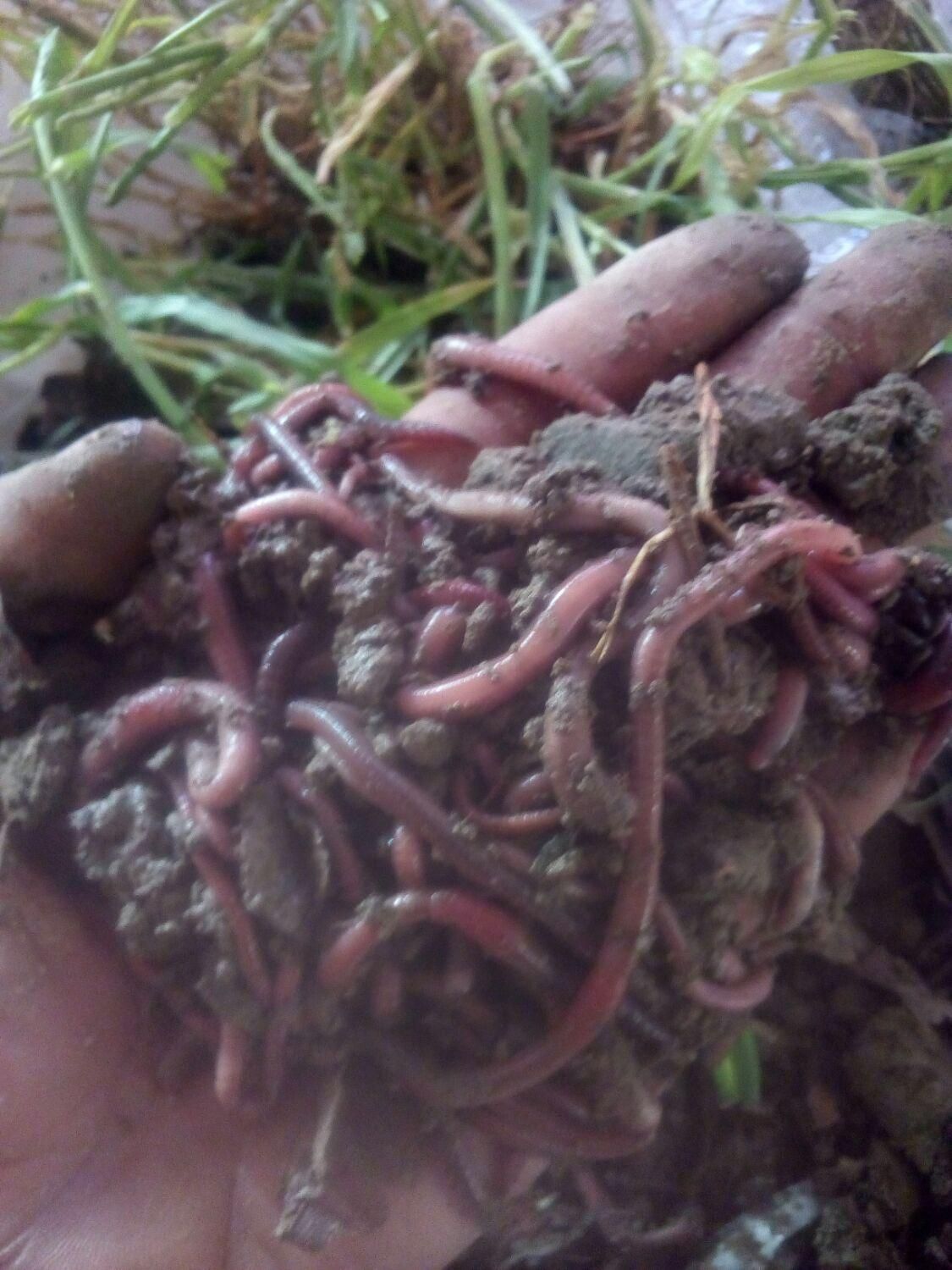 کرم خاکی طعمه ماهیگیری|ماهیگیری|فردیس, شهرک وحدت|دیوار