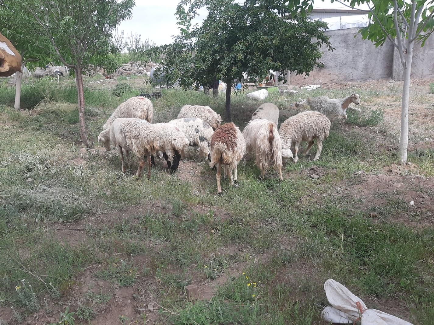 فروش‌۸میش‌‌بره.دارجوان‌و۳بز‌جوان|حیوانات مزرعه|سیرجان, |دیوار