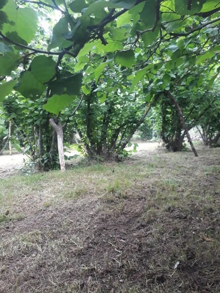 ویلاو باغ 1000متری در روستای اسیابر سراصلی|فروش خانه و ویلا|دیلمان, |دیوار