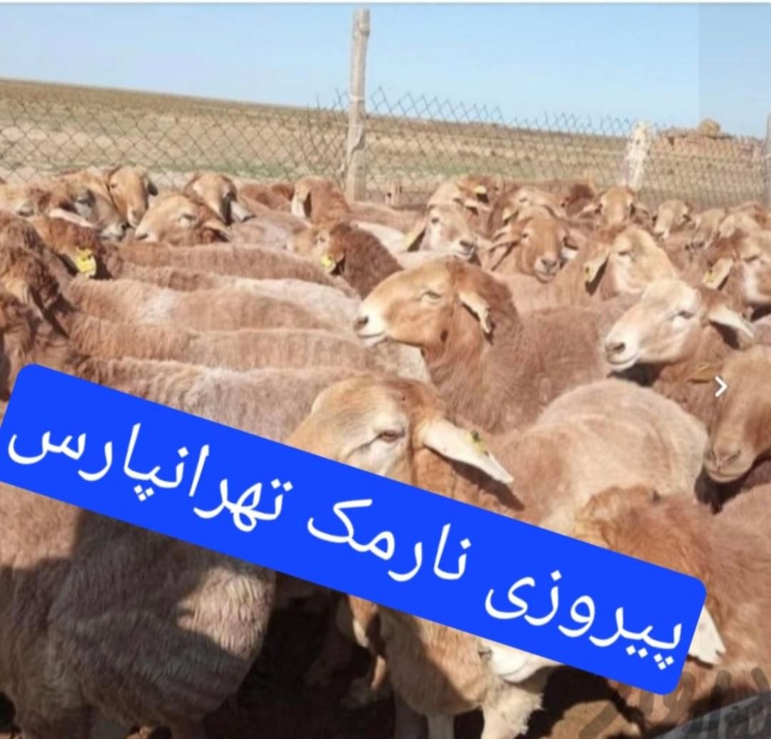 بازدهی گوشت بالا باکیفیت گوسفند زنده تضمینی|حیوانات مزرعه|تهران, نیروی هوایی (پیروزی)|دیوار