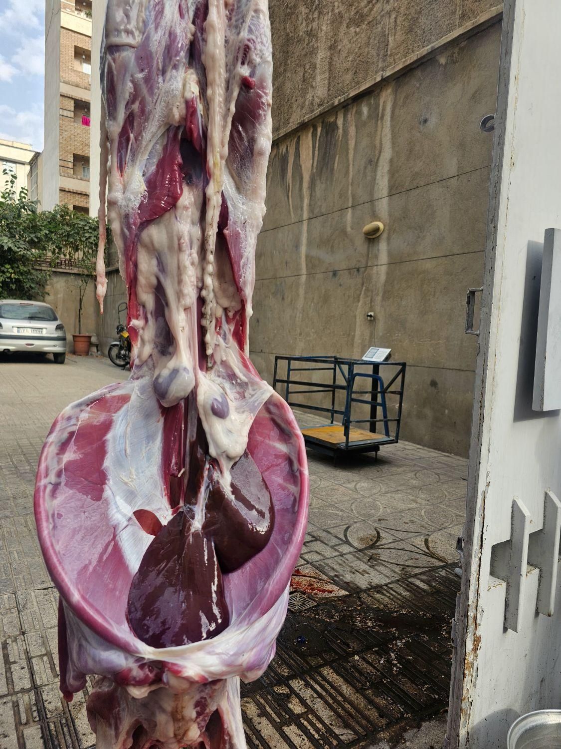 گوسفند زنده|حیوانات مزرعه|تهران, شهرک ولیعصر جنوبی|دیوار