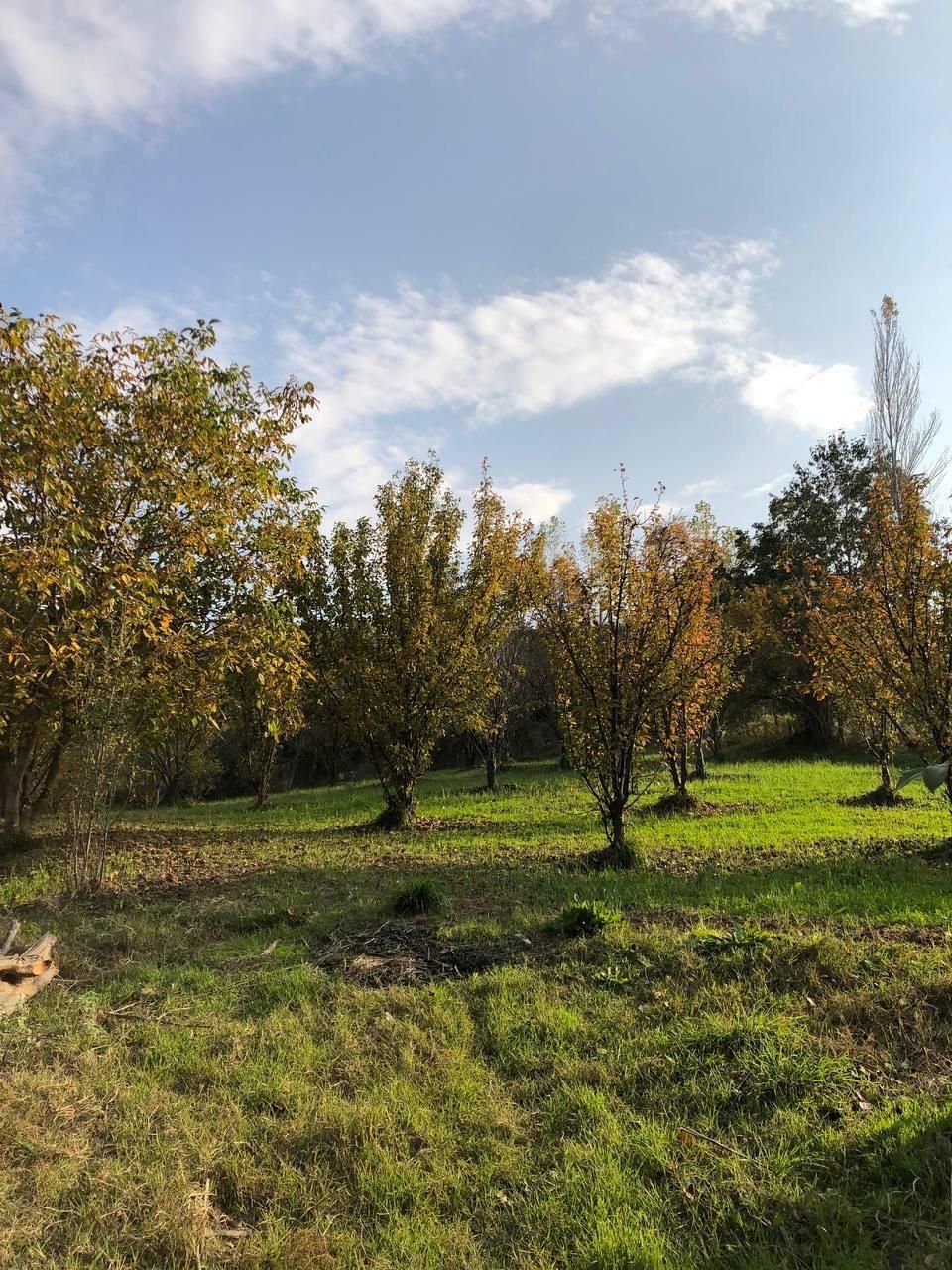 زمین بافت مسکونی با چشم انداز فوق العاده|فروش زمین و ملک کلنگی|گلوگاه, |دیوار