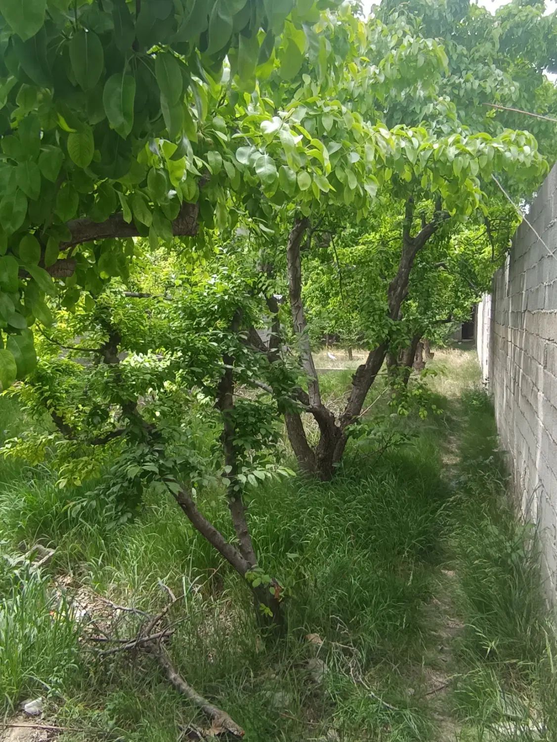 قطعات ۳۲۰متری آب برق گاز /سهیلیه سنقرآباد چ بافت|فروش زمین و ملک کلنگی|کرج, گلستان|دیوار