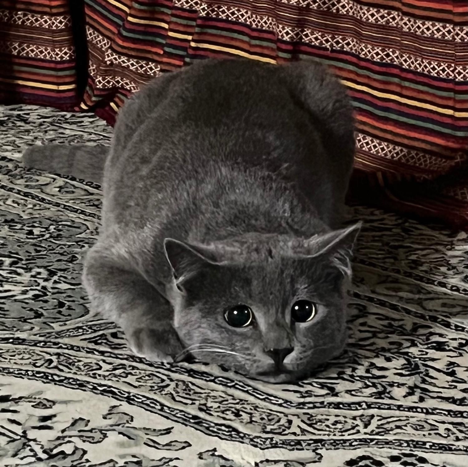 گربه نر اماده جفتگیری|گربه|شیراز, فضل‌آباد|دیوار