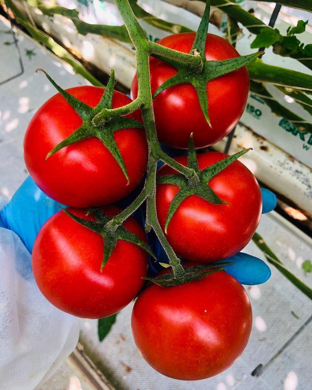 دوره آموزشی گلخانه هیدروپونیک و خاکی با مدرک معتبر|خدمات آموزشی|تهران, نجات اللهی|دیوار