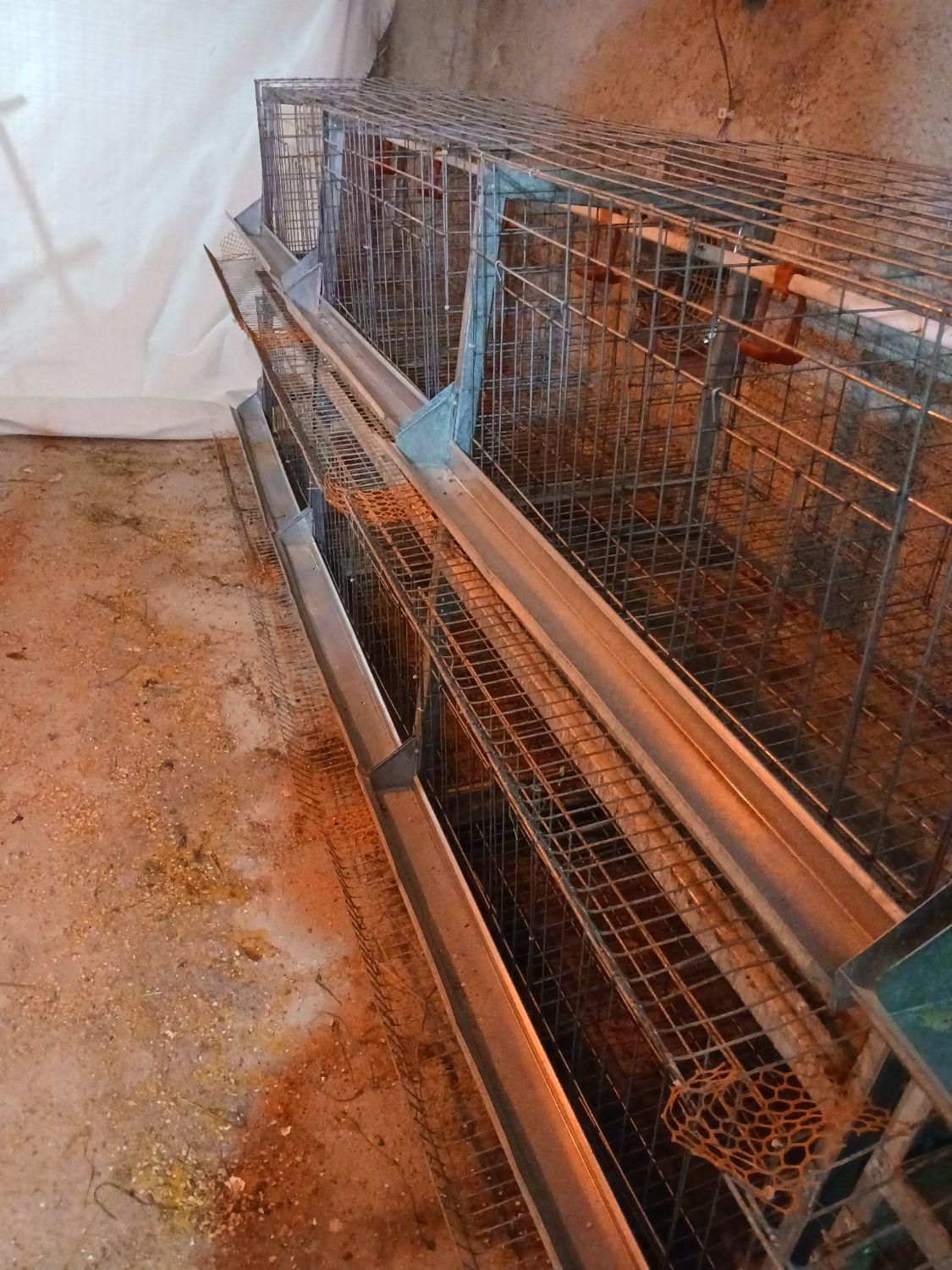 فروش قفس ایستاده مرغتخمذار|لوازم جانبی حیوانات|فراغی, |دیوار