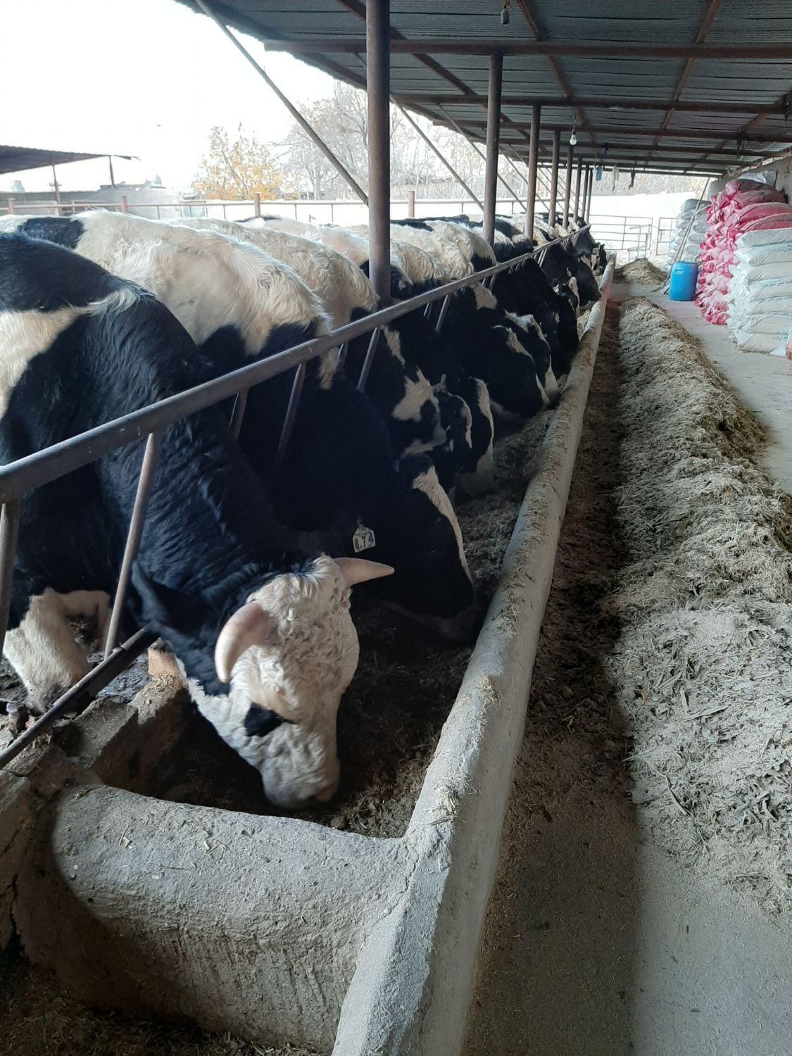 اسپرم گاو و تلیسه|حیوانات مزرعه|مرودشت, فاز اول شهرک فرهنگیان|دیوار