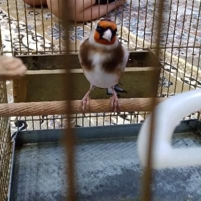 سهره نر|پرنده|گلستان (تهران), |دیوار