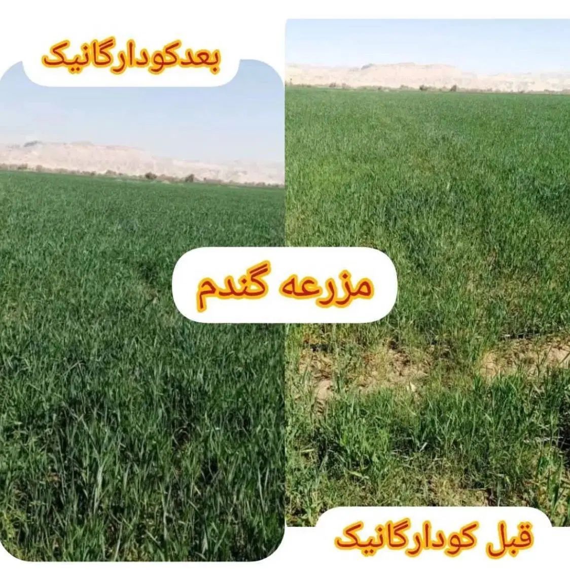 کود ارگانیک مخصوص افزایش محصول و رشد سریع|خدمات باغبانی و درختکاری|مشهد, کلاهدوز|دیوار