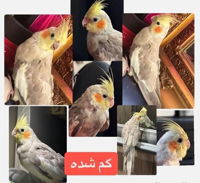 عروس‌هلندی گمشده/۵ ملیون مژدگانی|حیوانات|تهران, خلیج فارس|دیوار