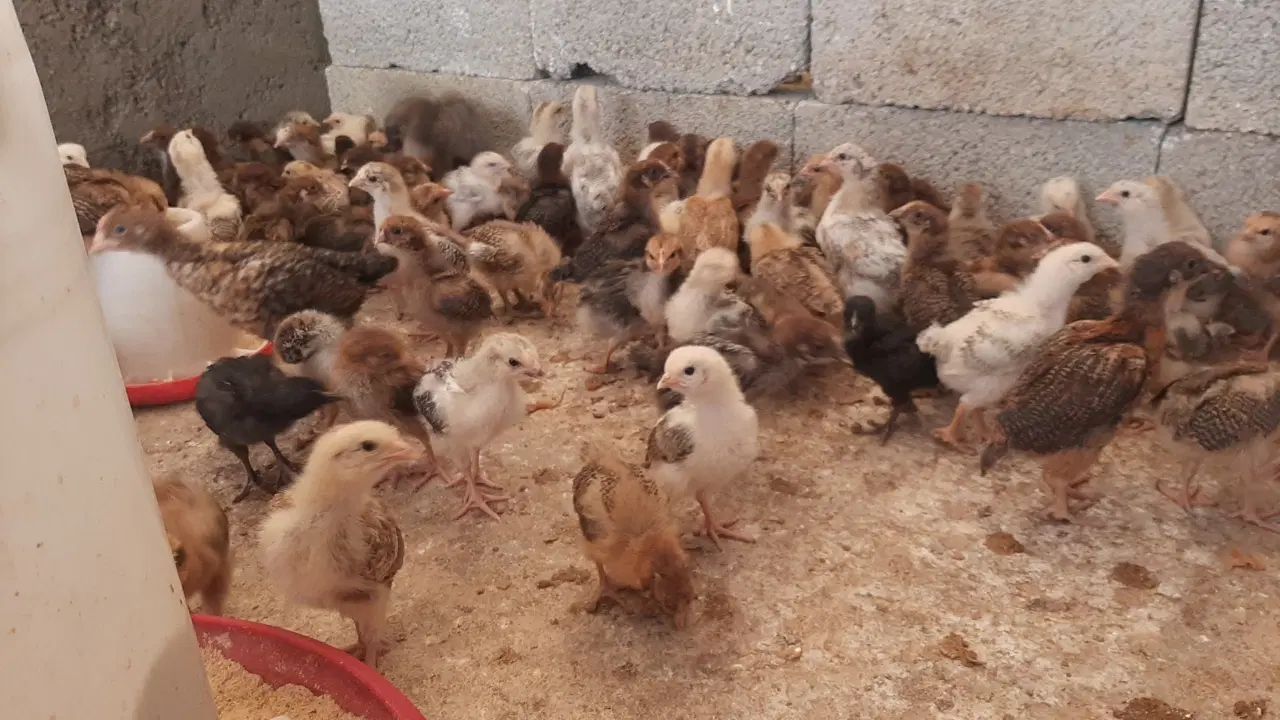 جوجه مرغ و خروس رسمی.محلی گلپایگان|حیوانات مزرعه|تهران, شوش|دیوار
