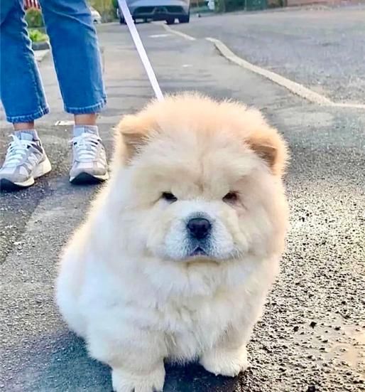 سگ چاو چاو|سگ|تهران, درکه|دیوار