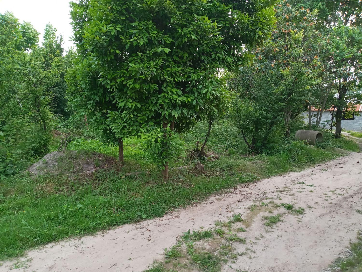 فروش زمین ۵۳۰ متری|فروش زمین و ملک کلنگی|سنگر, |دیوار