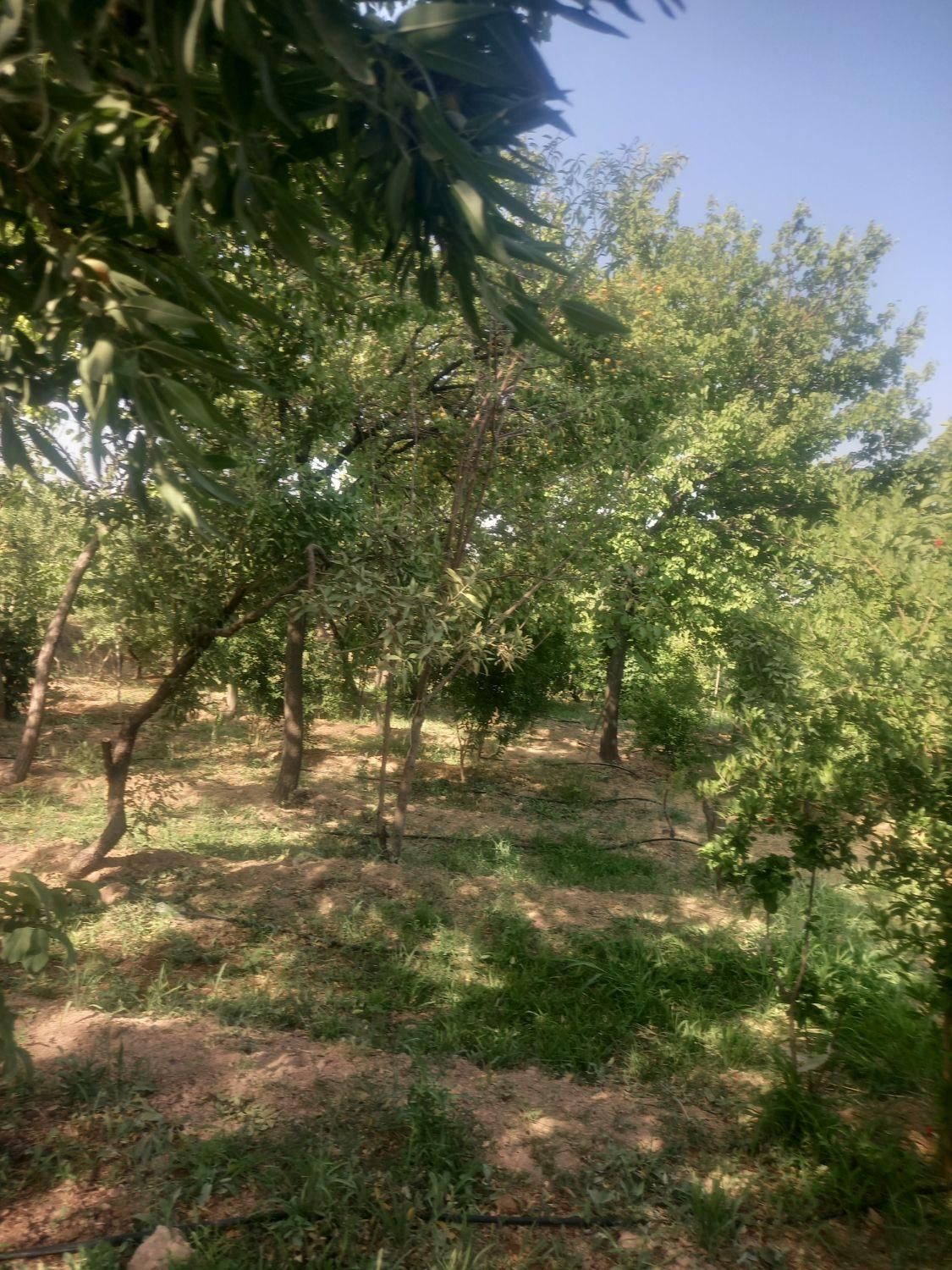 1050متر باغ آجیلی عالی نزدیک آسفالت|فروش دفتر صنعتی، کشاورزی، تجاری|سامان, |دیوار