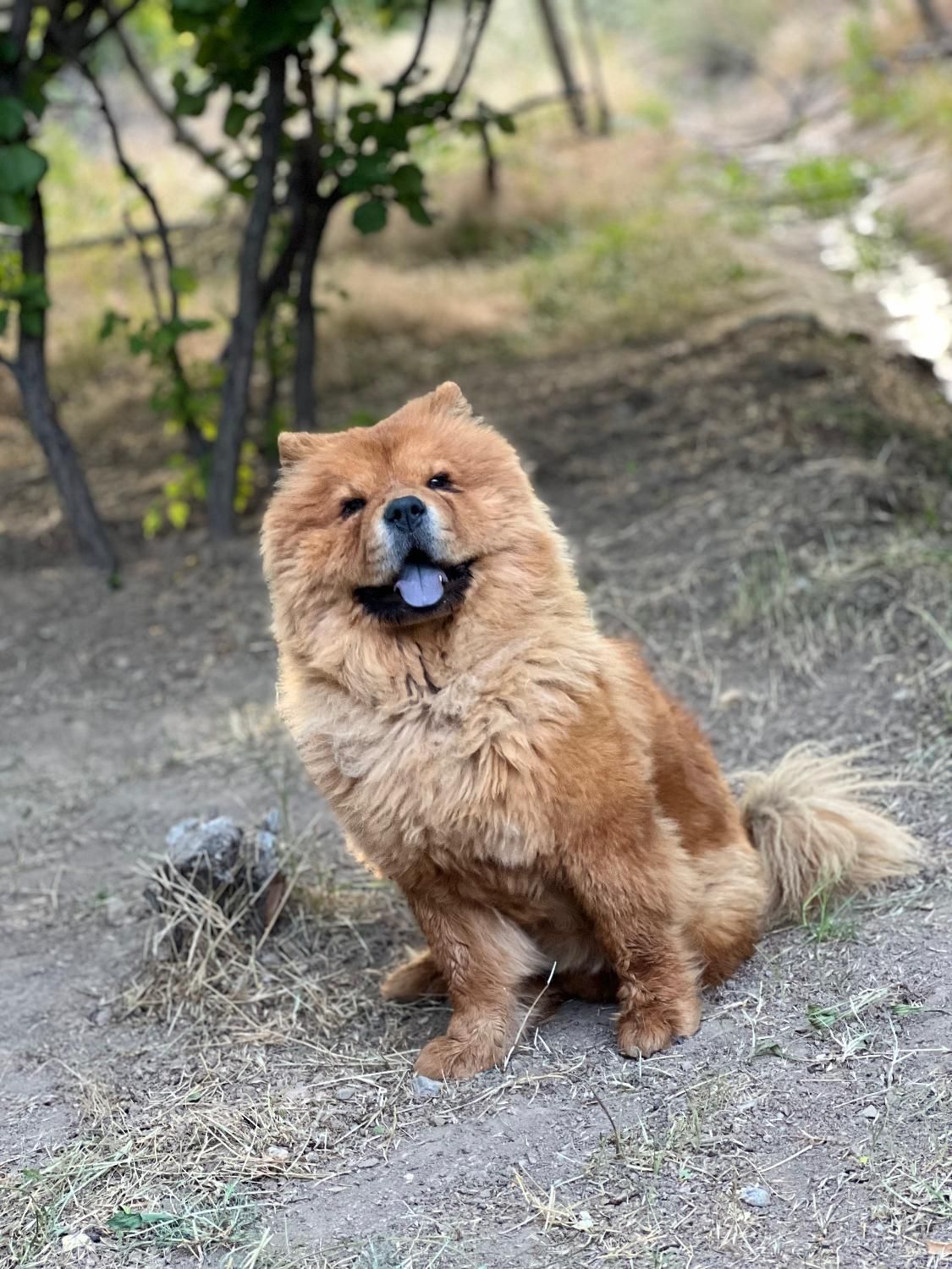 سگ چاوچاوو|سگ|کرمان, |دیوار