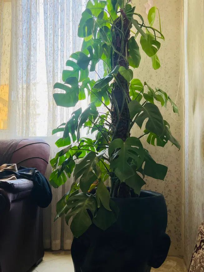 گل برگ انجیری|گل و گیاه طبیعی|مشهد, طلاب|دیوار