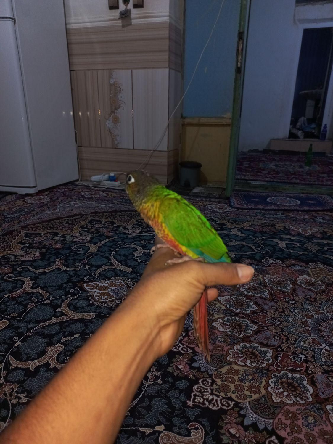 طوطی گرینچیک|پرنده|میناب, |دیوار