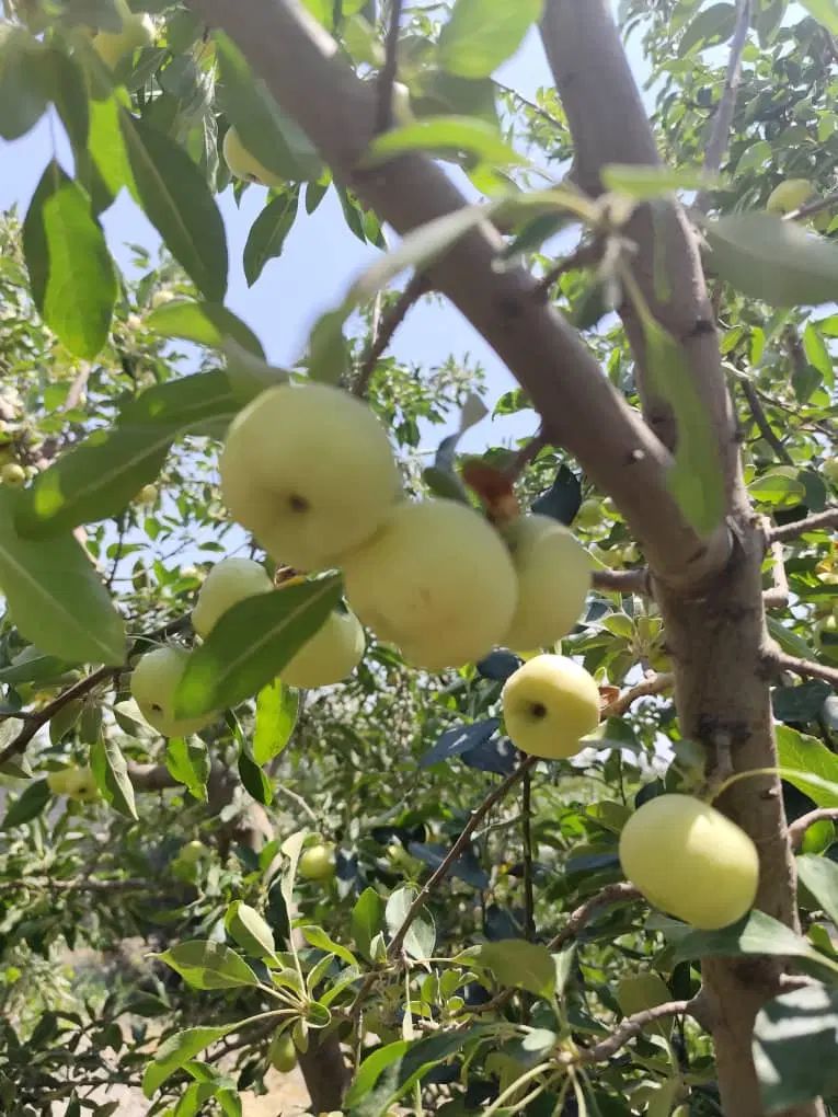 باغ و باغچه ۲۲۲متری/سند تکبرگ /آب و برق مصرفی|فروش زمین و ملک کلنگی|تهران, شهرک ولیعصر جنوبی|دیوار