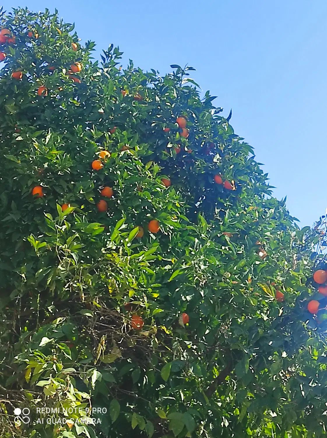 اجاره چنداتاق (۳)اتاق درمحدوده آستانه وحسینی|اجارهٔ خانه و ویلا|شیراز, لب آب|دیوار