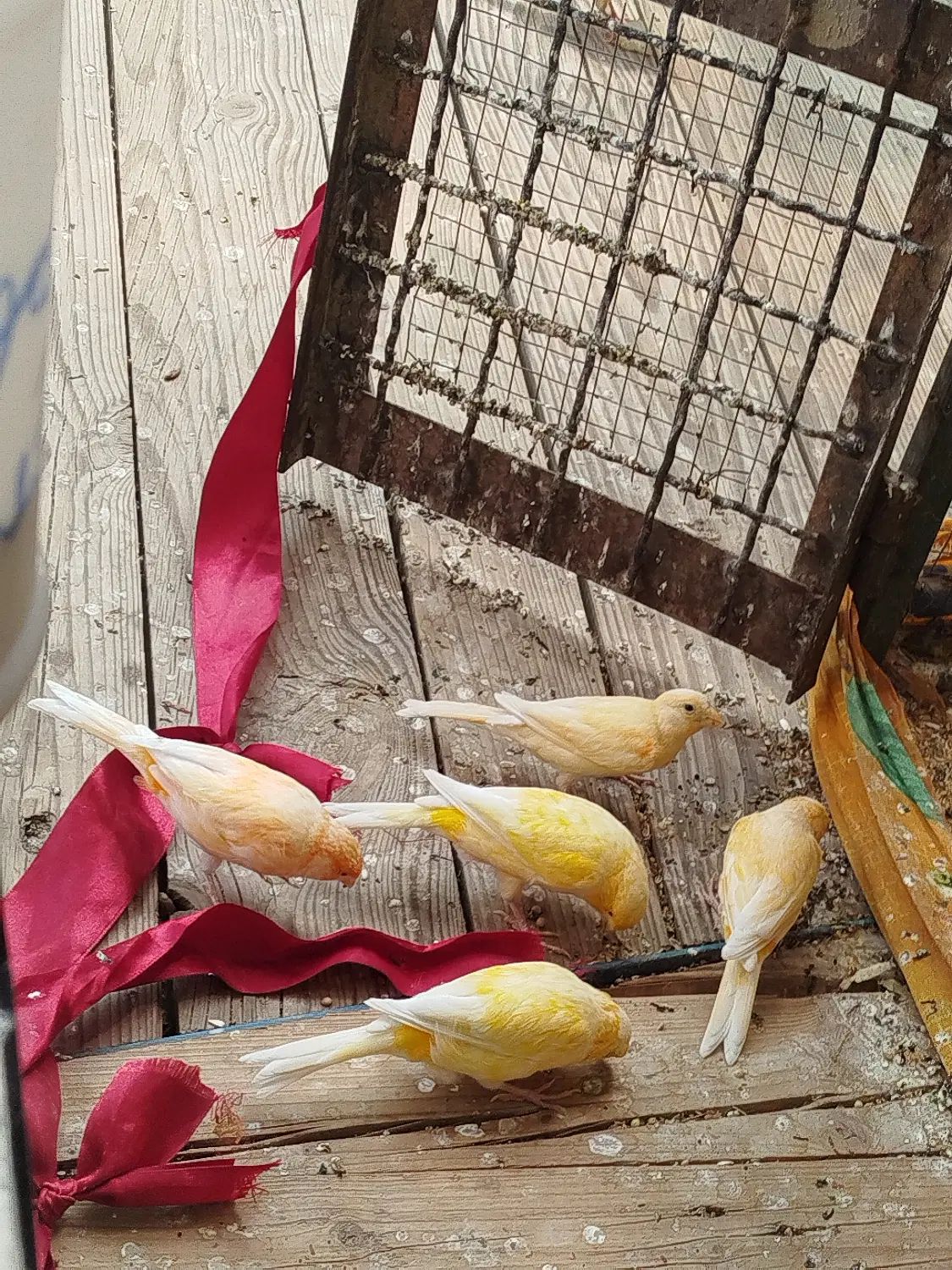 قناری|پرنده|اصفهان, کوی گلزار|دیوار
