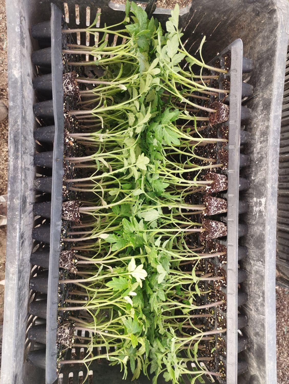 نشا گوجه|خدمات باغبانی و درختکاری|مرودشت, تخت جمشید|دیوار