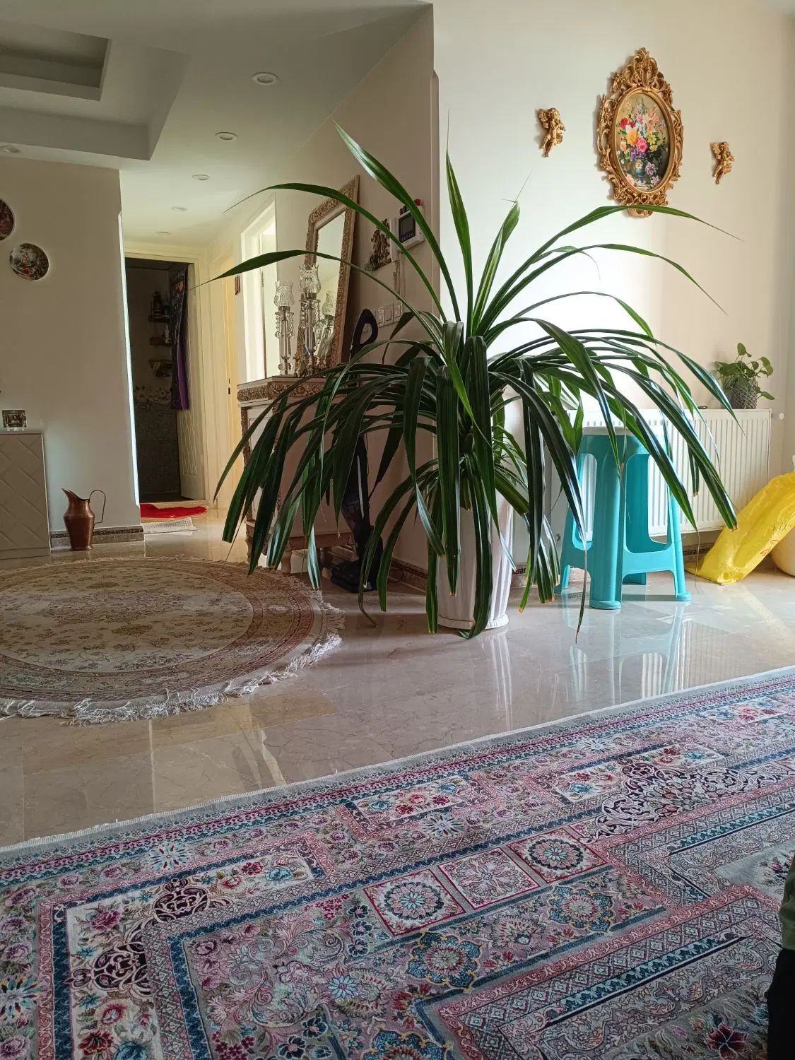 پاندانوس|گل و گیاه طبیعی|تهران, خانی‌آباد|دیوار