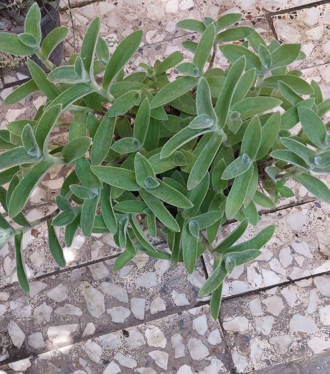 زیبا کده ی گل های طبیعی|حراج|نوشهر, |دیوار