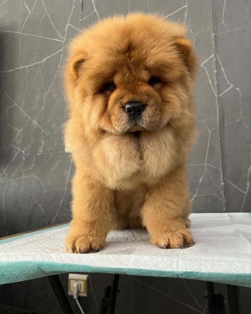 چاوچاو(چوچو)اصیل|سگ|کرج, فاز ۲ مهرشهر|دیوار