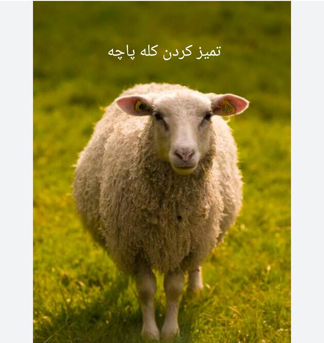 ملنبکتب|اسباب‌‌بازی|شیراز, تلخ داش‎|دیوار