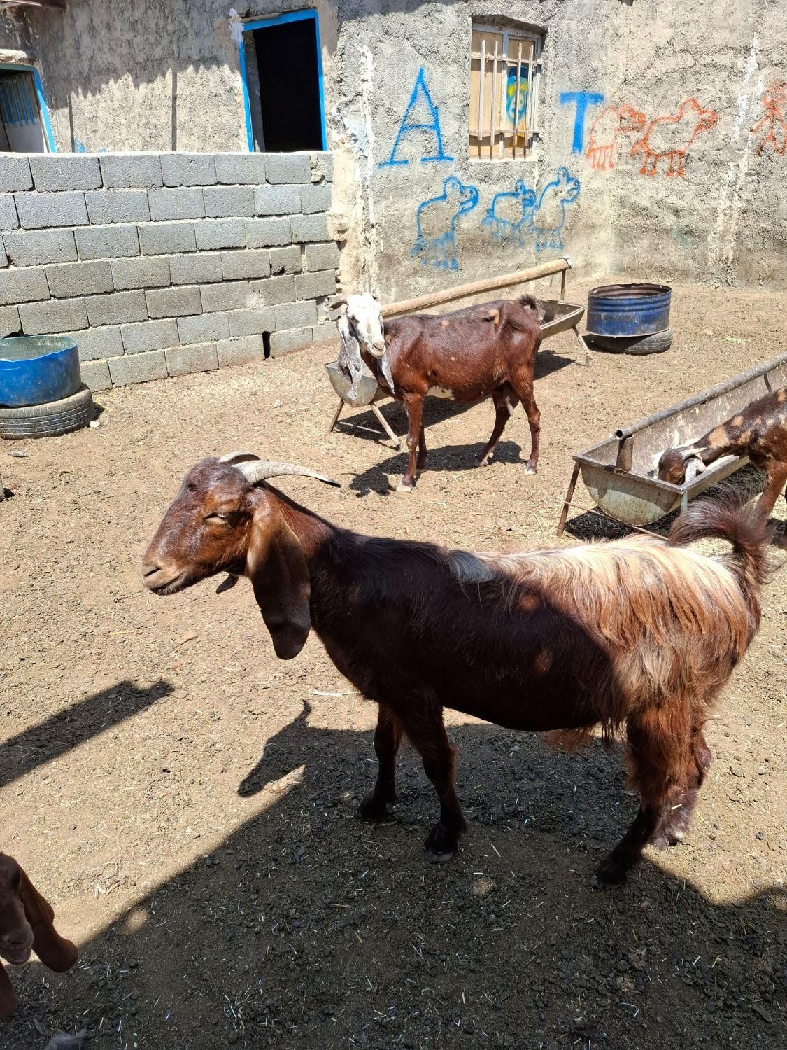 بزپاکستانی ۱۱به بالا نربز خوب|حیوانات مزرعه|تهران, سعیدآباد|دیوار