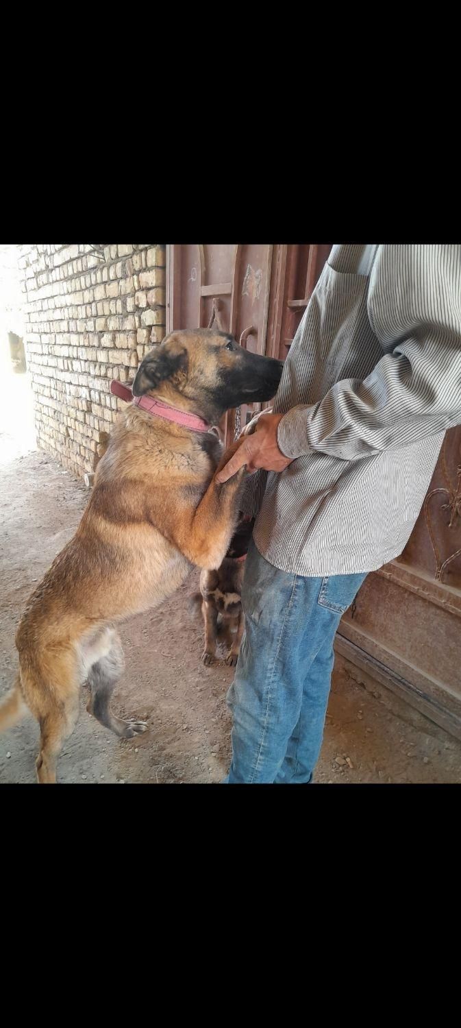 فروش سگ مالینویز دوعدد نر|سگ|مبارکه, |دیوار