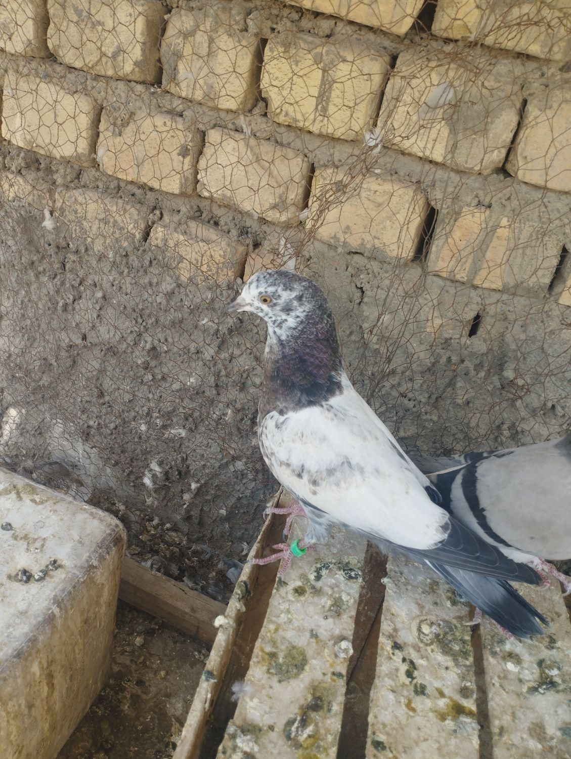 کله دم سبز دم دوشاخ|پرنده|خمینی‌شهر, |دیوار