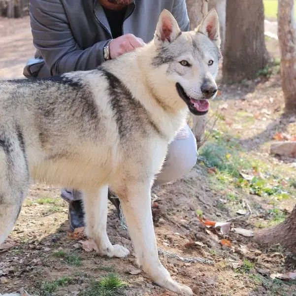 wolfdog بااصالت|سگ|تهران, ولنجک|دیوار