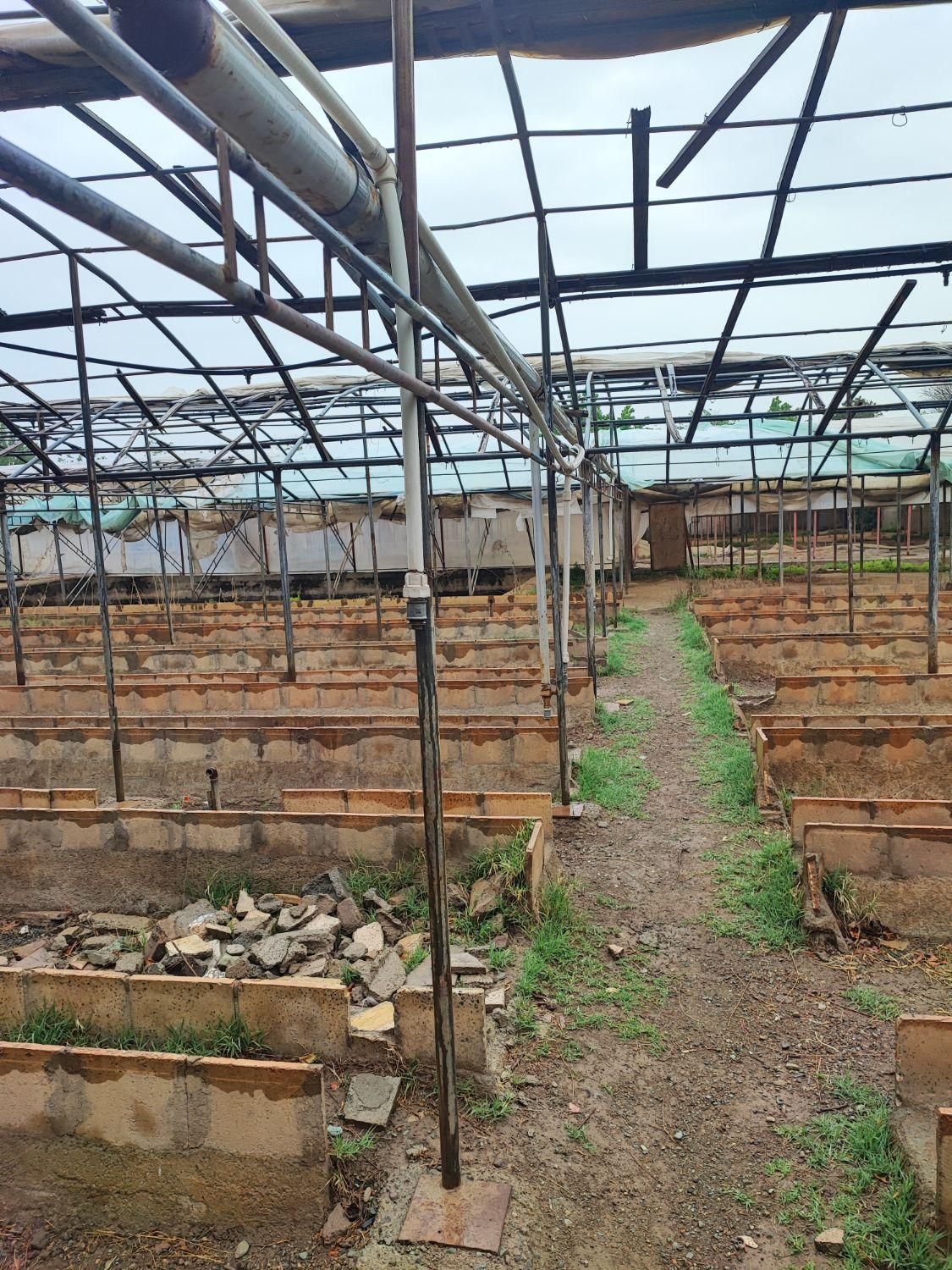 گلخانه آماده به کار در شهریار|فروش دفتر صنعتی، کشاورزی، تجاری|شهریار, اسکمان|دیوار