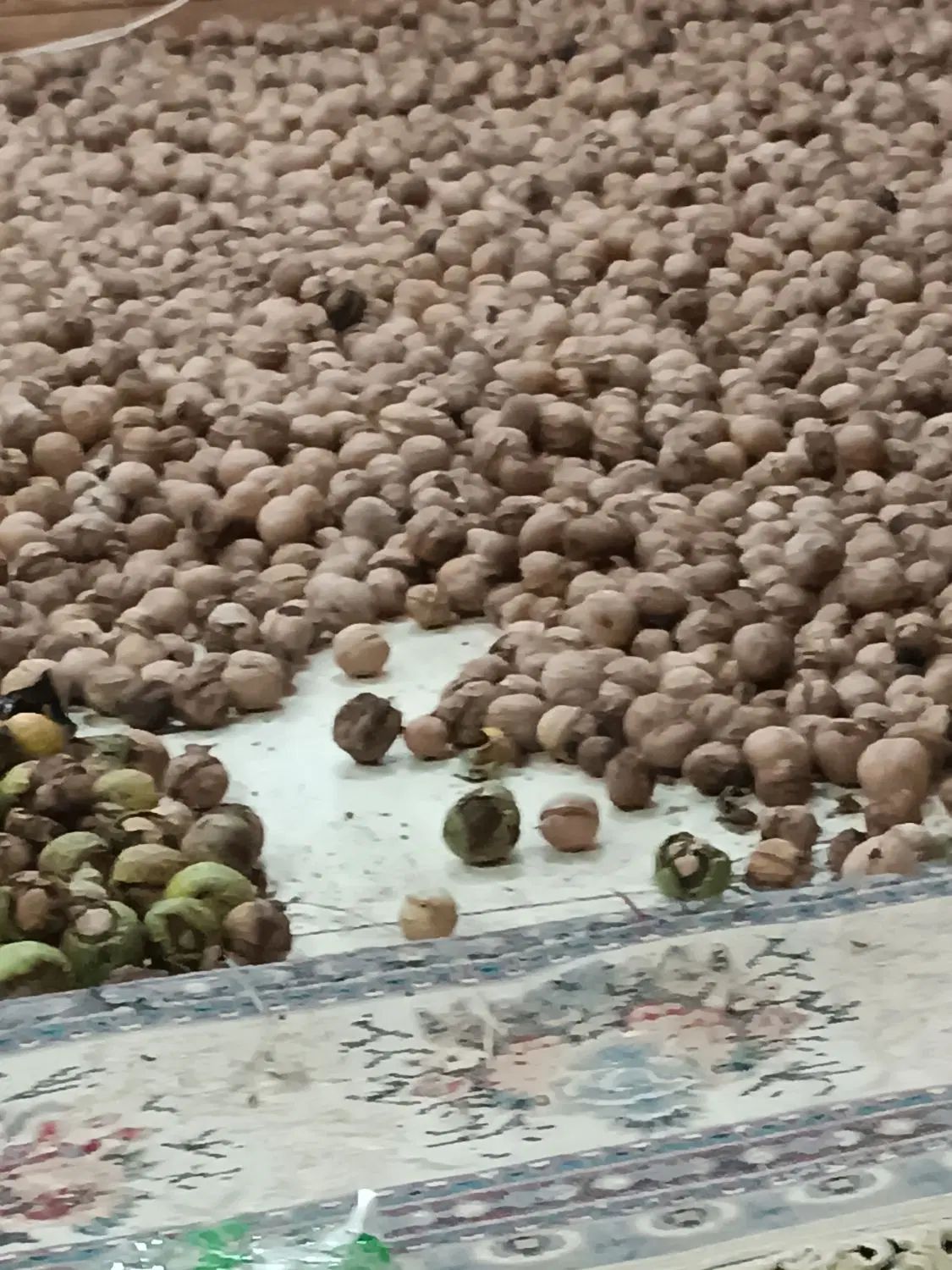 گردو کاغذی امسال درجه یک شروع قیمت از250تا500م|خوردنی و آشامیدنی|اشنویه, |دیوار