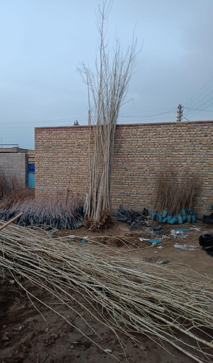 آلو پفکی و نهال صنوبر نگرا|خدمات باغبانی و درختکاری|اردبیل, |دیوار