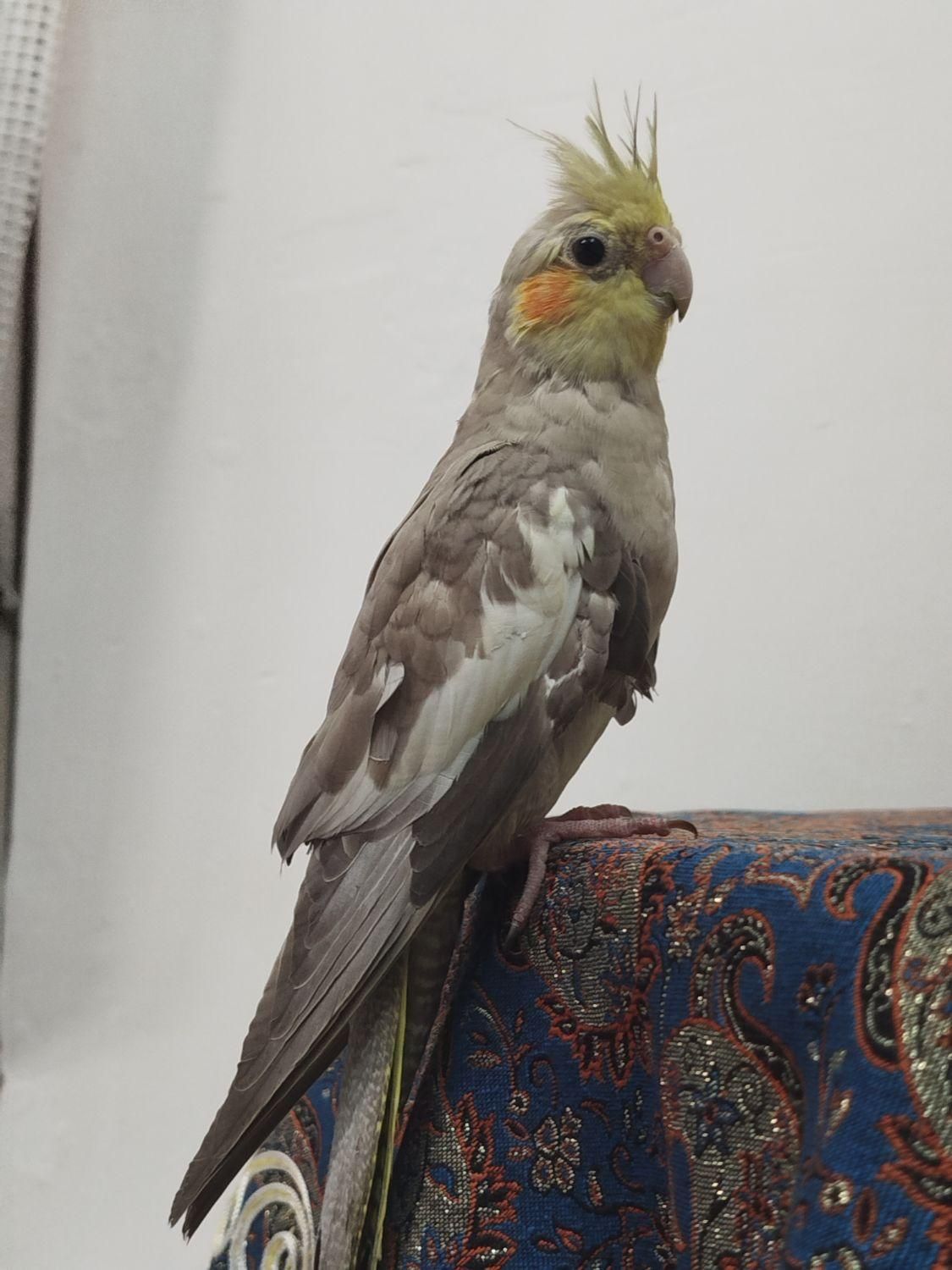 عروس هلندی گمشده|پرنده|مشهد, سجادیه|دیوار