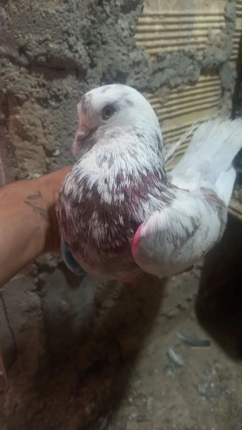 معاوزه کفتر نر با ماده|پرنده|کرج, انبار مپنا|دیوار