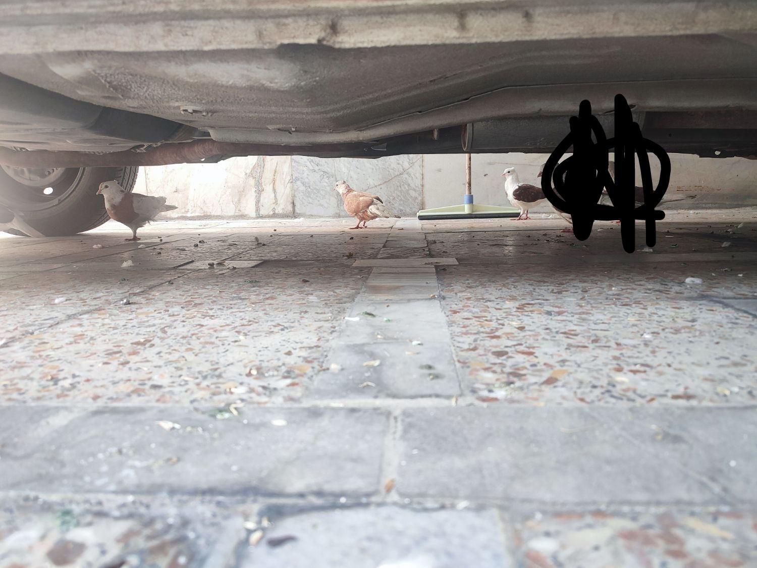 کبوتر شازده|پرنده|اندیمشک, |دیوار