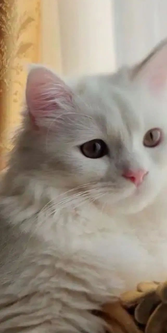 واگذاری دو عدد گربه پرشین کلاسیک نر و ماده|گربه|تربت‌حیدریه, بوستان باغ ملی|دیوار