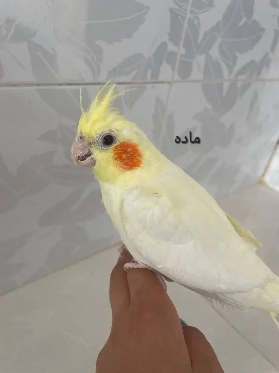 جوجه عروس هلندی نر و ماده ۵ ماهه دونه ای۷۰۰|پرنده|نیشابور, باغرود|دیوار