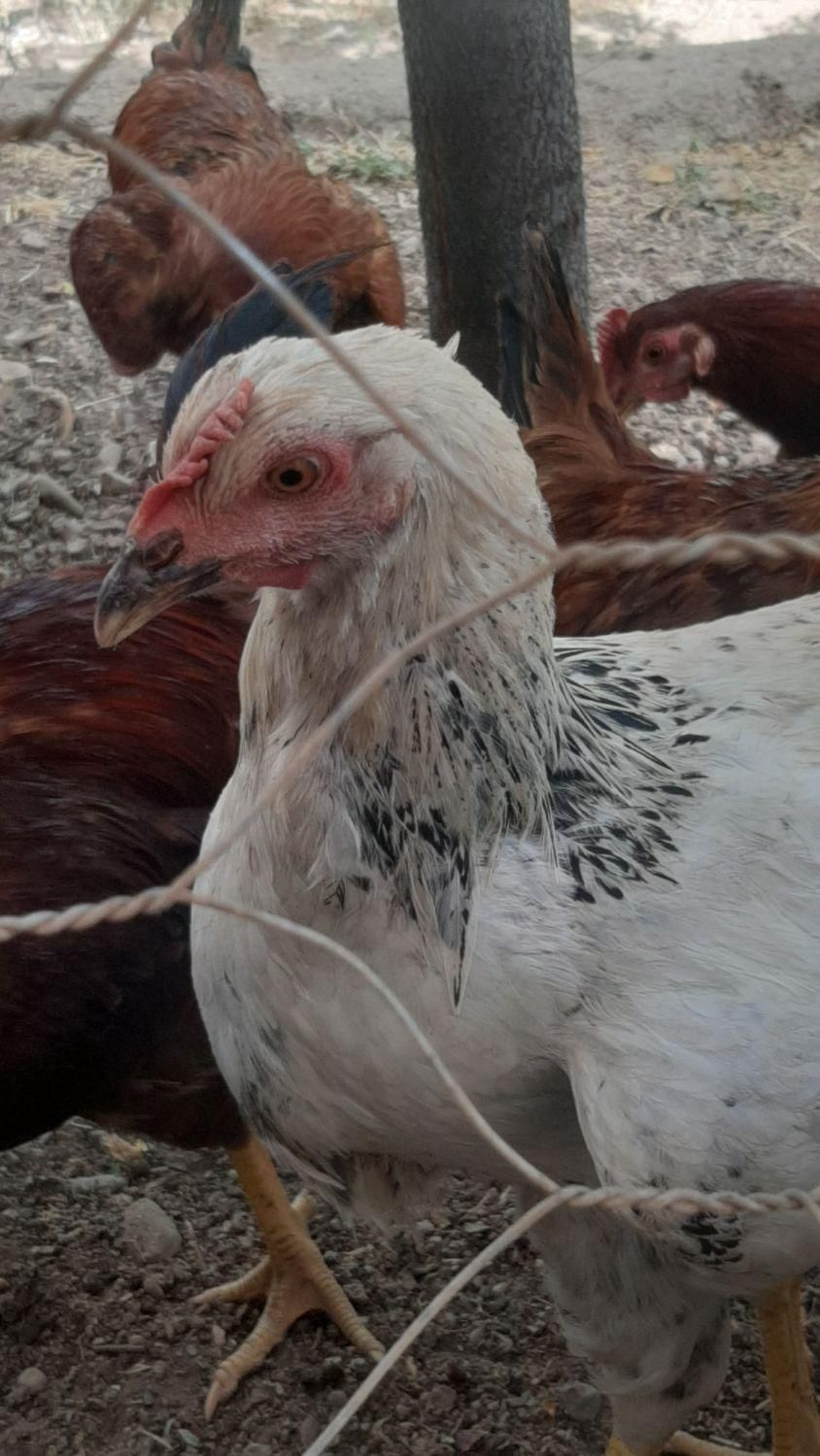 فروش خروس|حیوانات مزرعه|هشتگرد, هیو|دیوار