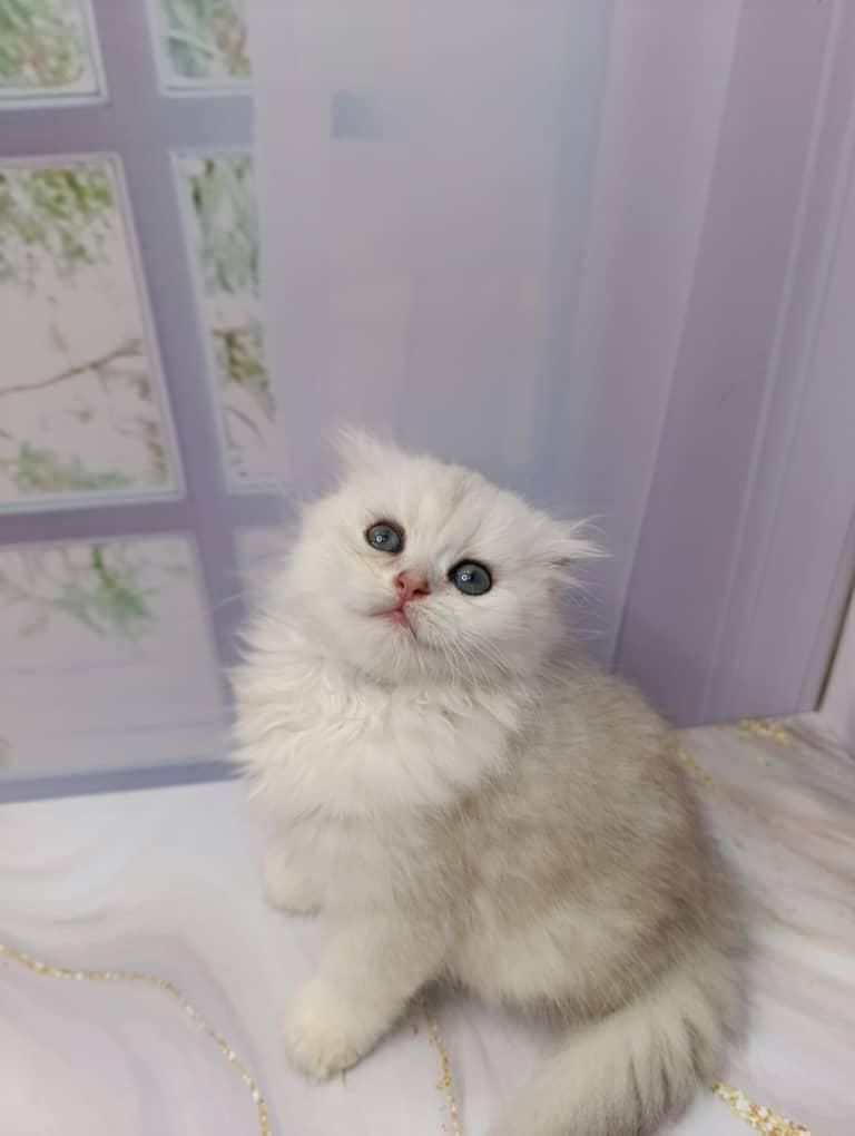 شهر گربه های کوچولو ناز (پرشین بریتیش اسکاتیش)|گربه|اصفهان, جلفا|دیوار